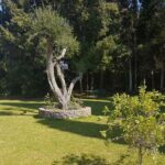 PrimaveraHotelCorfu - garden