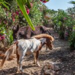 StoneVillage - Holiday Village in Bali Crete Stone Village Farm Animals