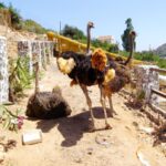 StoneVillage - Hotel in Bali Crete Stone Village Farm Animals 9